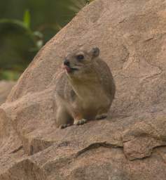  Rock Hyrax