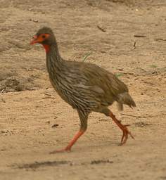  Red Necked Spurfowl