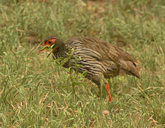  Red Necked Spurfowl