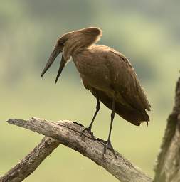 Hamerkop