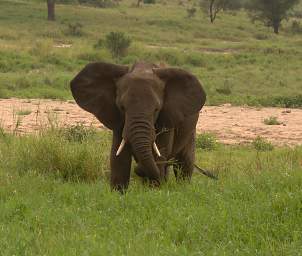  Elephants