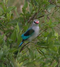  Woodland Kingfisher