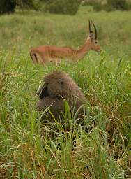  Olive Baboon Impala