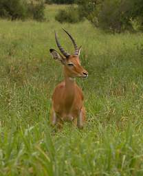  Impala