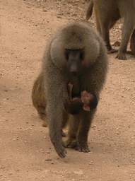  Baboons Baby