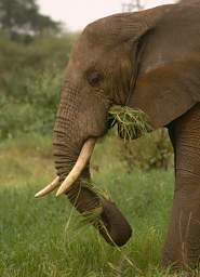  Elephant Eating