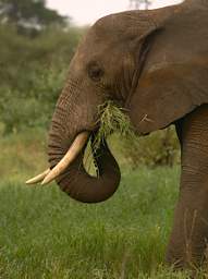  Elephant Eating