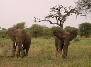  Elephants