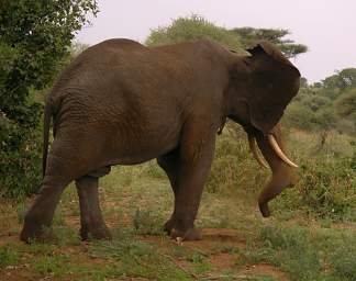  Elephant Dust Bath