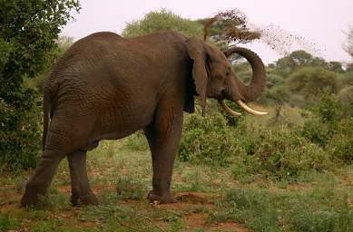  Elephant Dust Bath