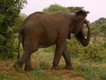  Elephant Dust Bath