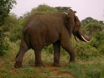  Elephant Dust Bath