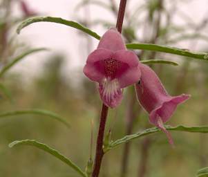  Flower Xxx Pink