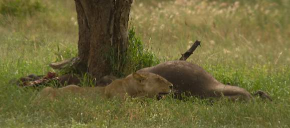  Lioness Carcass