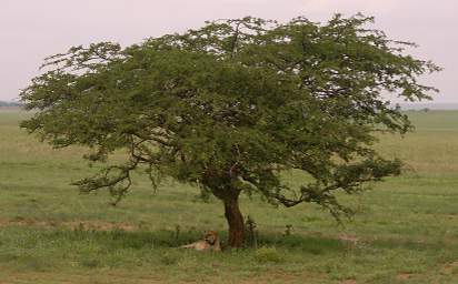  Lioness Plus Tree