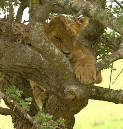  Lion Cub In Tree