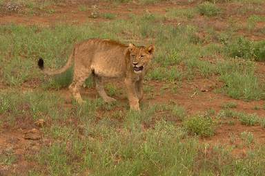  Lion Cub