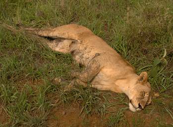  Lion By Road Flies