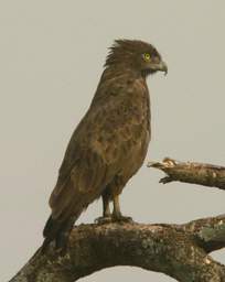  Xxx Imm Black Chested Snake Eagle