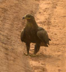  Steppe Eagle On Road