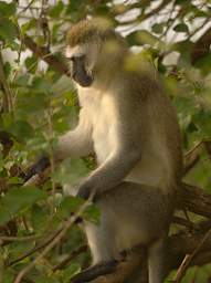  Vervet Monkey