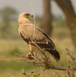  Tawny Eagle