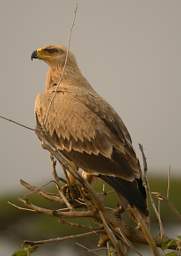  Tawny Eagle