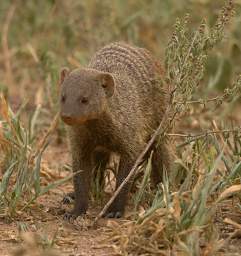  Banded Mongoose