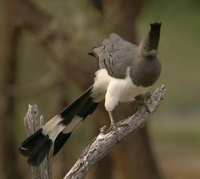  White Bellied Go Away Bird