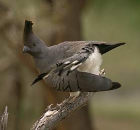  White Bellied Go Away Bird