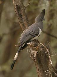  White Bellied Go Away Bird