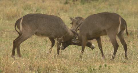  Waterbuck Sparring