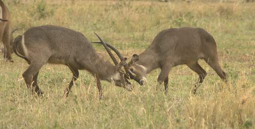  Waterbuck Sparring