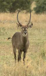 Common Waterbuck