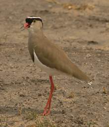  Crowned Lapwing