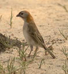  Speckle Fronted Weaver