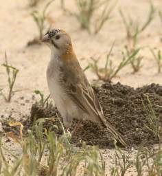  Speckle Fronted Weaver