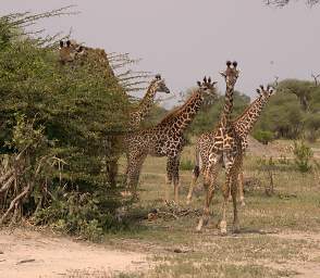  Giraffes