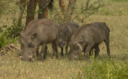  Warthogs