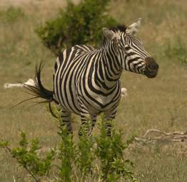  Burchells Zebra