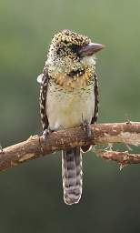 Usambiro Barbet