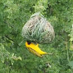 Vitelline Masked Weaver