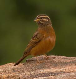 Cinnamon Breasted Rock Bunting