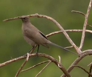 Ashy Starling