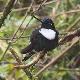 Collared Inca