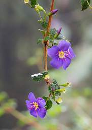Flower Xxx Blue Yellow
