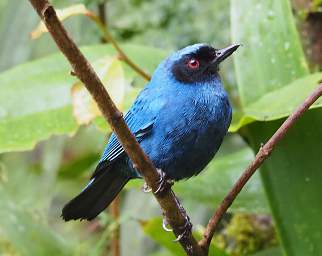 Masked Flowerpiercer