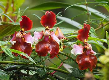 Orchid Xxx Red