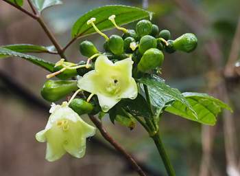 Flower Xxx Yellow