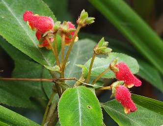 Flower Xxx Red
